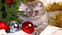 Tapeta Christmas 530.jpg